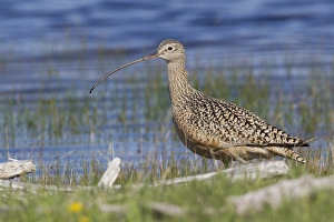 Fauna Prints: Long-billed Curlew