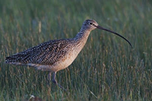 Fauna Prints: Long-billed Curlew