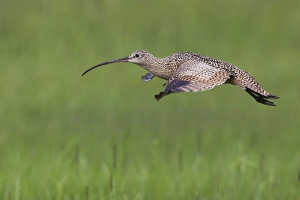 Long-billed Curlew in Flight