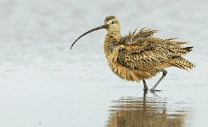 Shorebird Prints: Long-billed curlew fluffing out his feathers while foraging in Southeast Oregon