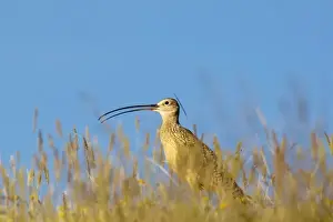 Augusta Prints: Long Billed Curlew in the grasslands of the Rocky mountain Front near Augusta, Montana