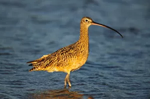 Images Dated 10th March 2006: Long-billed Curlew (Numenius americanus). Americas largest sandpiper. USA, Florida