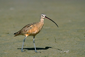 Images Dated 10th March 2006: Long-billed Curlew (Numenius americanus). Americas largest sandpiper. USA, Florida