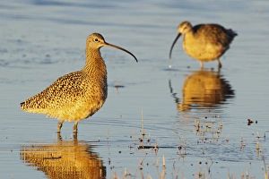 Images Dated 9th April 2013: Long-billed Curlew Pair