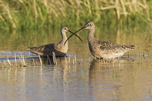 Fauna Prints: Long-billed Curlew Pair
