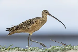Long-billed curlews at the beach
