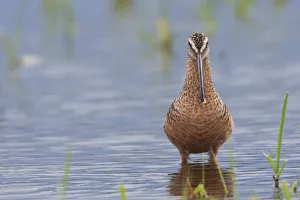 Shorebird Prints: Long-billed dowitcher