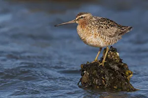 Images Dated 18th November 2019: Long-billed dowitcher