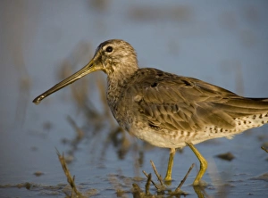 Long-billed Dowitcher, Limnodromus scolopaceus, Welder Flats, Texas Long-billed Dowitcher, Limnodromus scolopaceus, Welder Flats, Texas