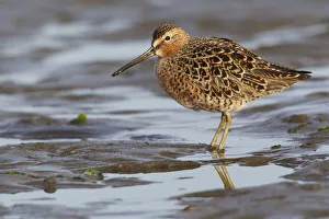 Shorebird Prints: Long-billed dowitcher, tide flats