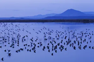 Shorebird Prints: Long-billed dowitchers early morning migration stop