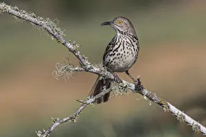 Long-billed thrasher, Rio Grande Valley, Texas