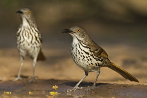 Images Dated 11th April 2011: Long-billed Thrasher (Toxostoma longirostre) drinking at pond, Texas