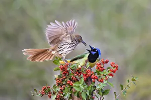Images Dated 25th January 2021: Long-billed Thrasher (Toxostoma longirostre) fighting Green Jay (Cyanocorax yncas
