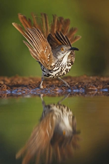 Images Dated 23rd June 2010: Long-billed Thrasher (Toxostoma longirostre) frightened while drinking, south Texas