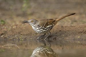 Images Dated 1st March 2016: Long-billed Thrasher (Toxostoma longirostris) drinking and bathing
