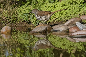Hidalgo County Prints: Long-billed Thrasher (Toxostoma longirostris) drinking and bathing