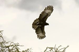 Weather Prints: Long Crested Eagle, Meru National Park