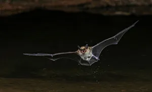 Thirst Prints: Long-eared myotis bat drinking on the fly, USA Arizona