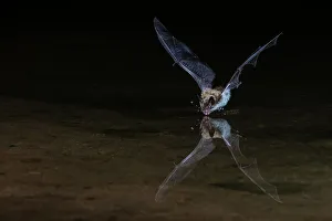 Thirst Prints: Long-eared myotis bat drinking on the fly, USA Arizona