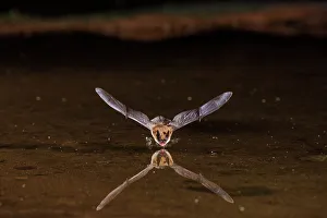 Long-eared Myotis skimming pond for a drink, Pima County, Arizona