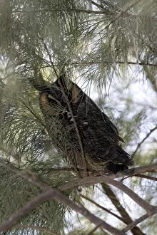Images Dated 2nd March 2007: Long-eared owl in Anza-Borrego Desert State Park CA
