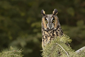 Images Dated 10th February 2016: Long-eared Owl, Asio otus (Captive) Montana
