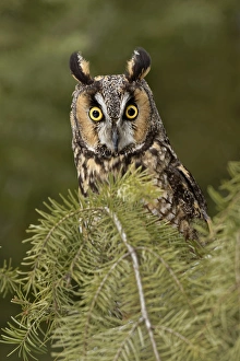 Long-eared Owl, Asio otus (Captive) Montana