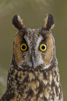 Prints of Long-eared owl, Asio otus, controlled situation, Montana Images Dated 2019 July: Long-eared owl, Asio otus, controlled situation, Montana