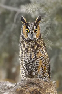 Images Dated 4th July 2019: Long-eared owl, Asio otus, controlled situation, Montana