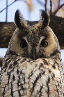 Long-eared owl (Asio otus), Kikinda, Serbia