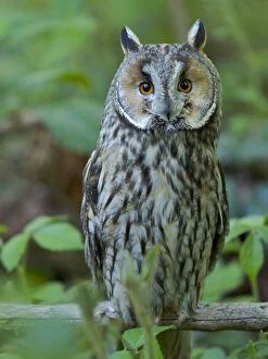 Long-eared owl. Enclosure in the Bavarian Forest National Park, Germany, Bavaria