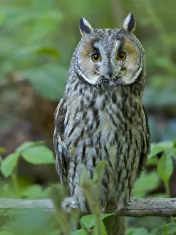 Hidden Prints: Long-eared owl. Enclosure in the Bavarian Forest National Park, Germany, Bavaria
