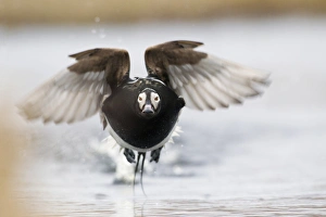 Images Dated 2nd June 2014: Long-tailed Duck