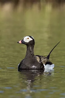 Sub Arctic Prints: Long-tailed Duck