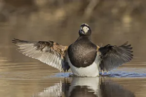 Sub Arctic Prints: Long-tailed Duck drying its wings