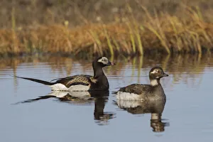 Couple Prints: Long-tailed Duck Pair (Oldsquaw)