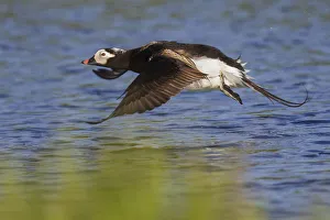 Sub Arctic Prints: Long-tailed Duck Taking Flight