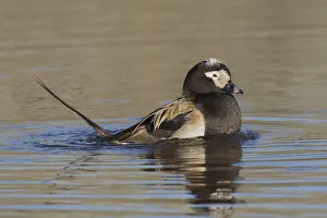Long-tailed duck territory display