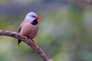 Finch Prints: Long-tailed finch, native to northern Australia