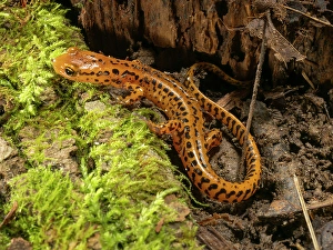 Images Dated 27th June 2024: Long-tailed salamander, Pennsylvania, Usa