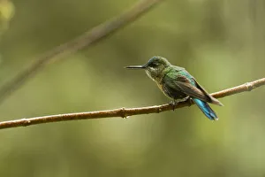Long Tailed Sylph Prints: Long-tailed Sylph (Aglaiocercus kingi) female, Cloud forest, Tapichalaca Reserve