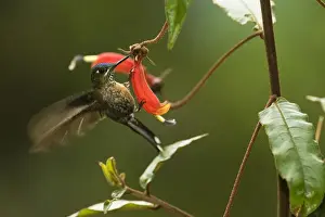 Images Dated 25th September 2009: Long-tailed Sylph (Aglaiocercus kingi) Female Cloud forest, Tapichalaca Reserve