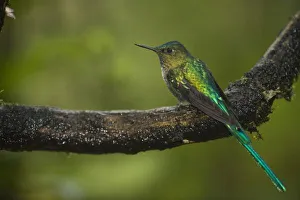 Long Tailed Sylph Prints: Long-tailed Sylph (Aglaiocercus kingi) male