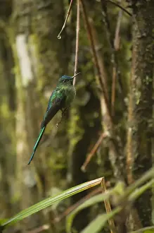 Images Dated 24th September 2009: Long-tailed Sylph (Aglaiocercus kingi) Male Cloud forest, Tapichalaca Reserve