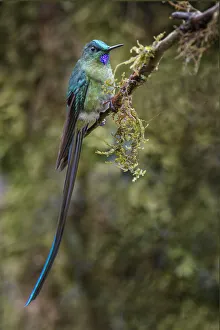 South America Prints: Long-tailed sylph, Ecuador