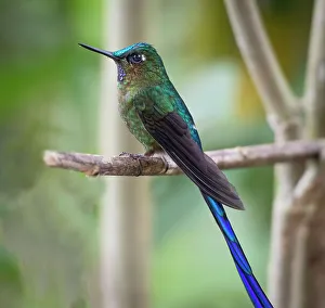 Long Tailed Sylph Prints: The long tailed sylph a showy Cloud Forest hummingbird