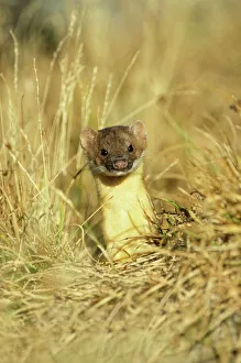 Hidden Prints: Long-tailed Weasel (Mustela frenata) Glacier National Park, MT