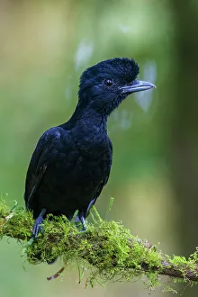 Cloud Forest Prints: Long-wattled umbrella bird (female) at home in the beautiful cloud forest of Ecuador