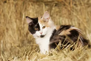 Images Dated 5th August 2005: Longhair calico kitten in golden grass